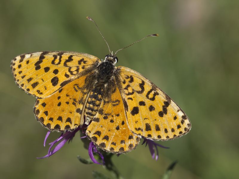 La solita Melitaea Didyma?